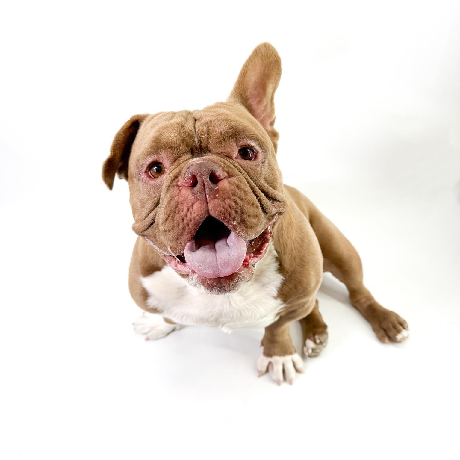 Will, ADOPTABLE, Adult Male American Bully.