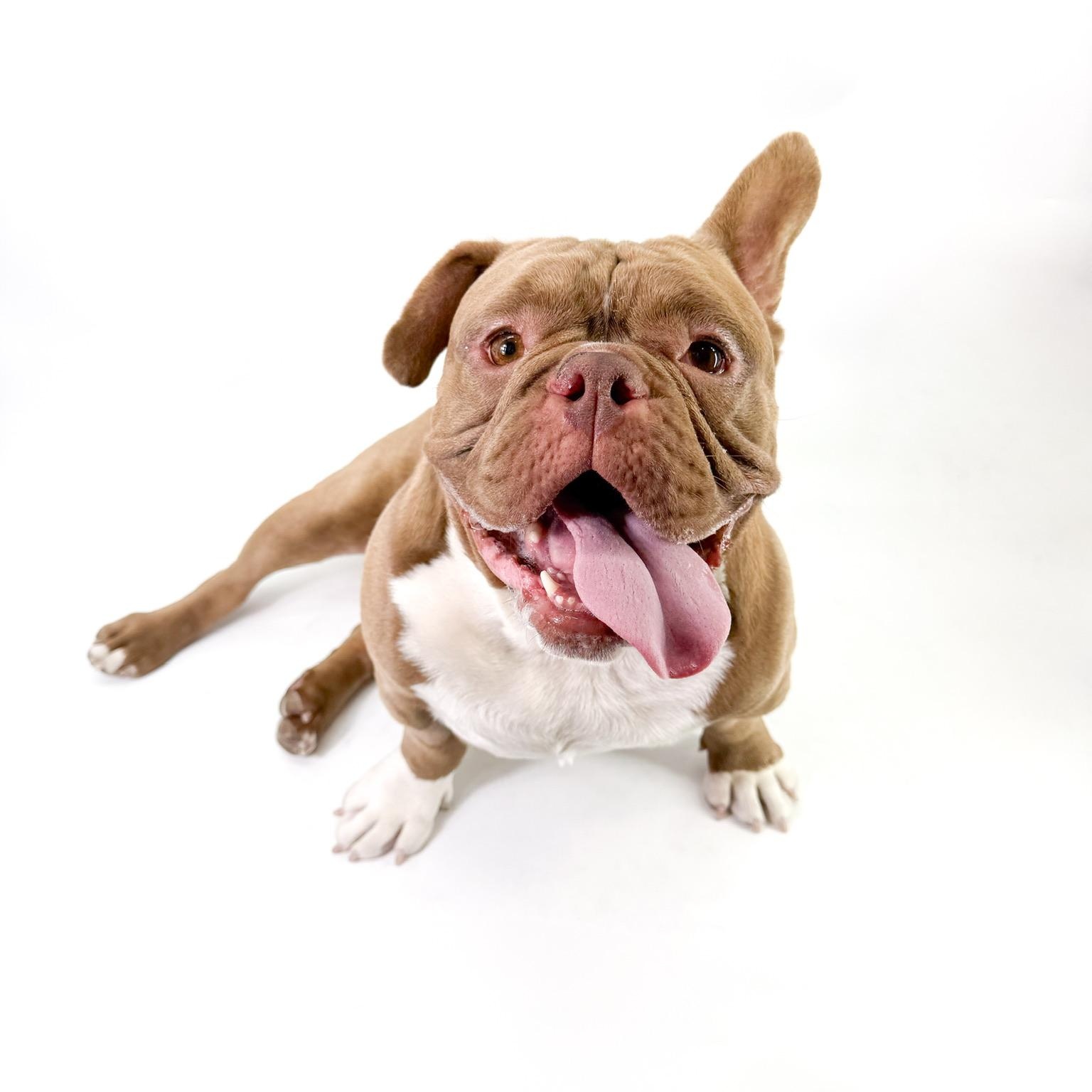Enlarge Will, a ADOPTABLE American Bully in Scottsdale, AZ image 2/4