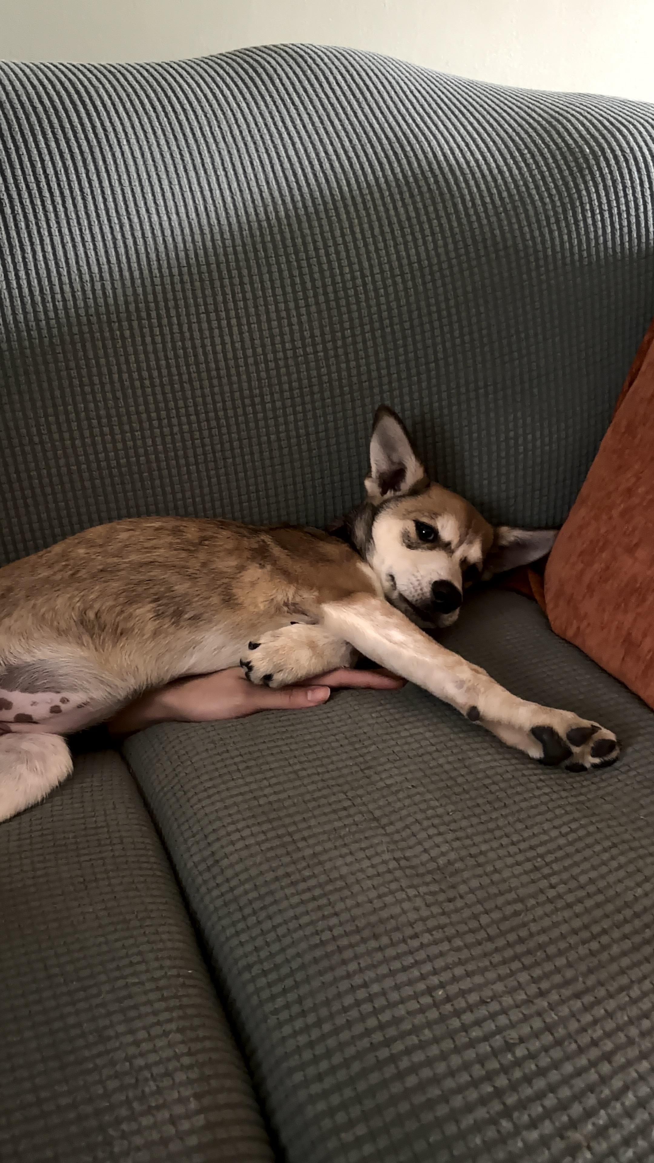 Enlarge Candyland, a Adoptable mixed breed in Lancaster, PA image 3/6