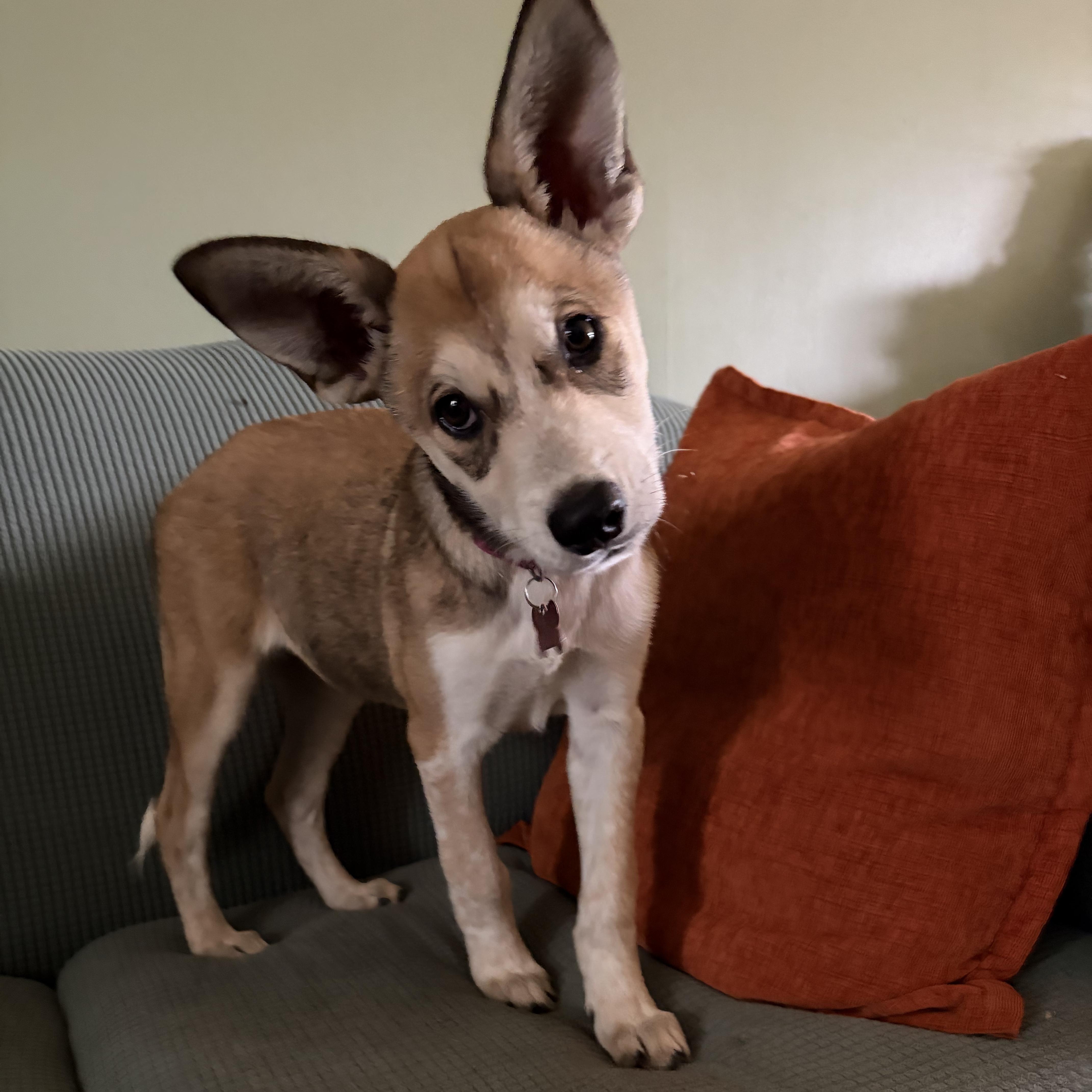 Enlarge Candyland, a Adoptable mixed breed in Lancaster, PA image 1/6