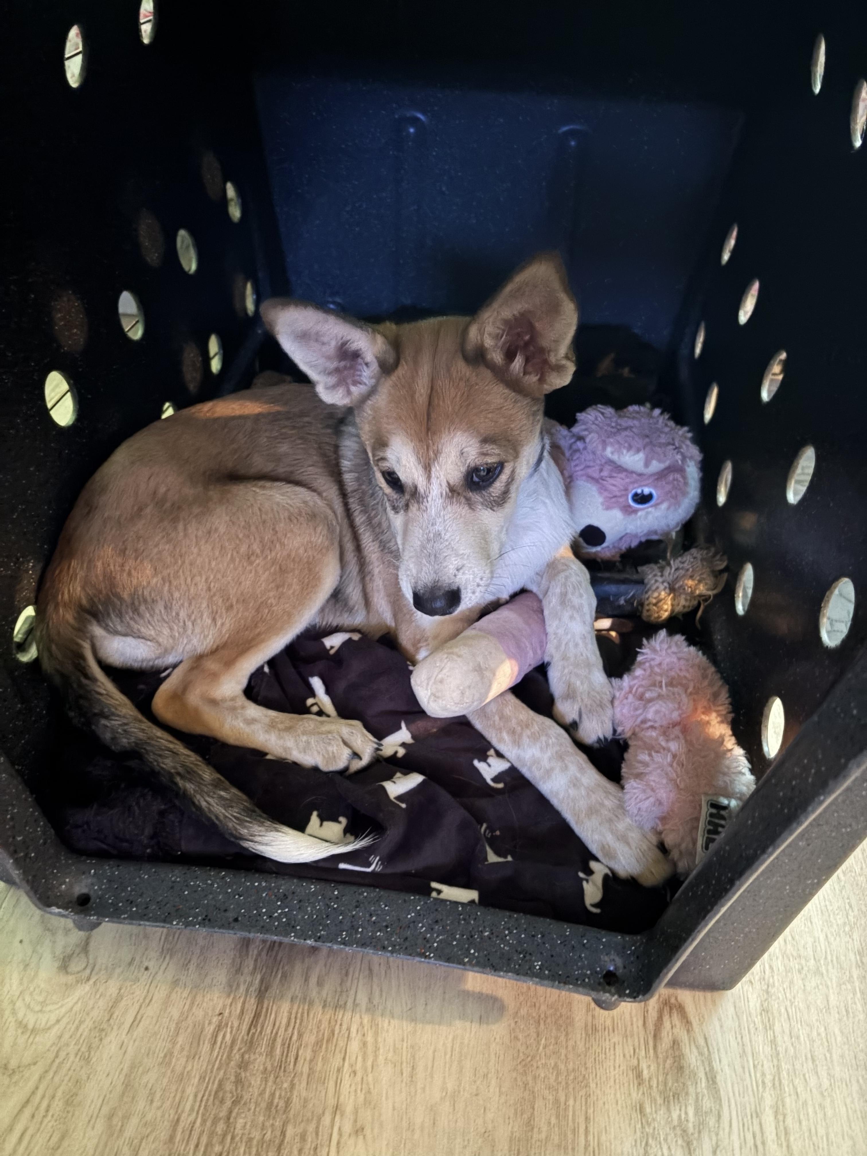 Enlarge Candyland, a Adoptable mixed breed in Lancaster, PA image 6/6