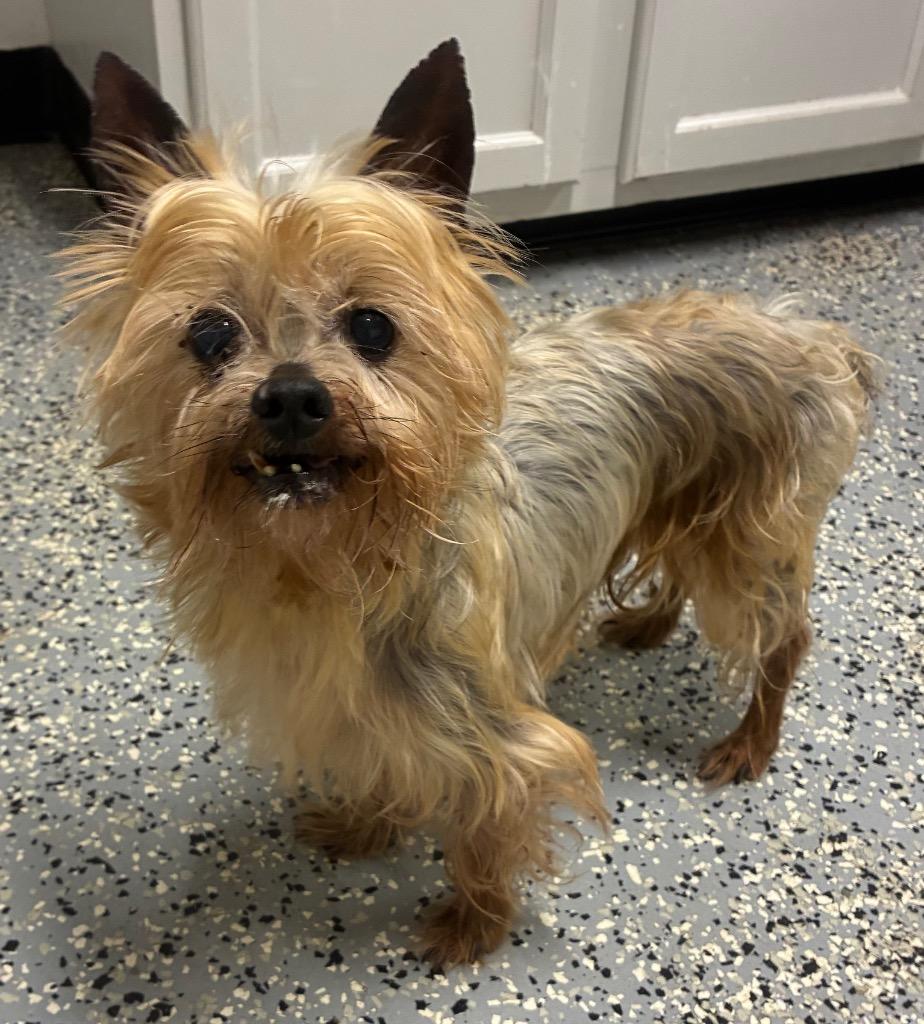 Buster, Adoptable, Senior Male Yorkshire Terrier.