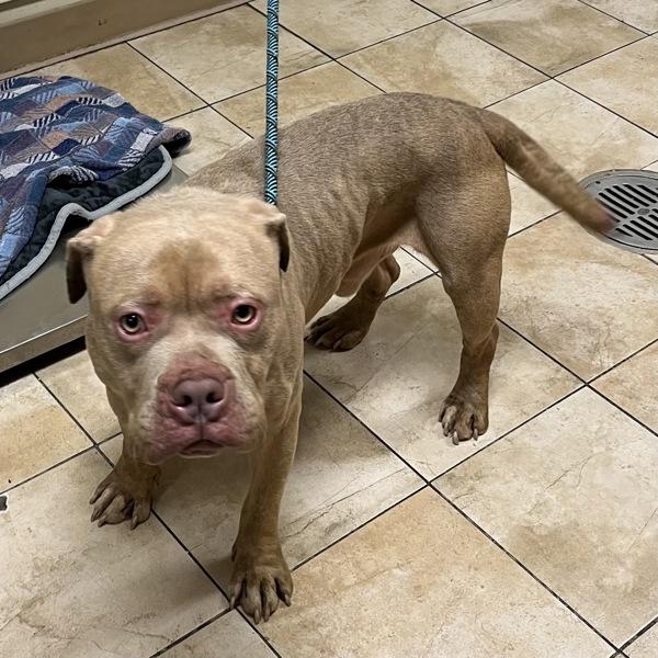 Enlarge Bubbles (mcas), a Adoptable mixed breed in Troutdale, OR image 2/4