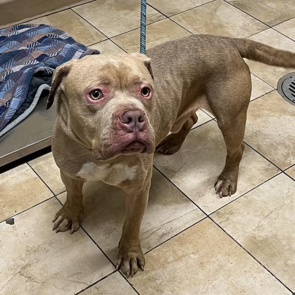 Enlarge Bubbles (mcas), a Adoptable mixed breed in Troutdale, OR image 3/4