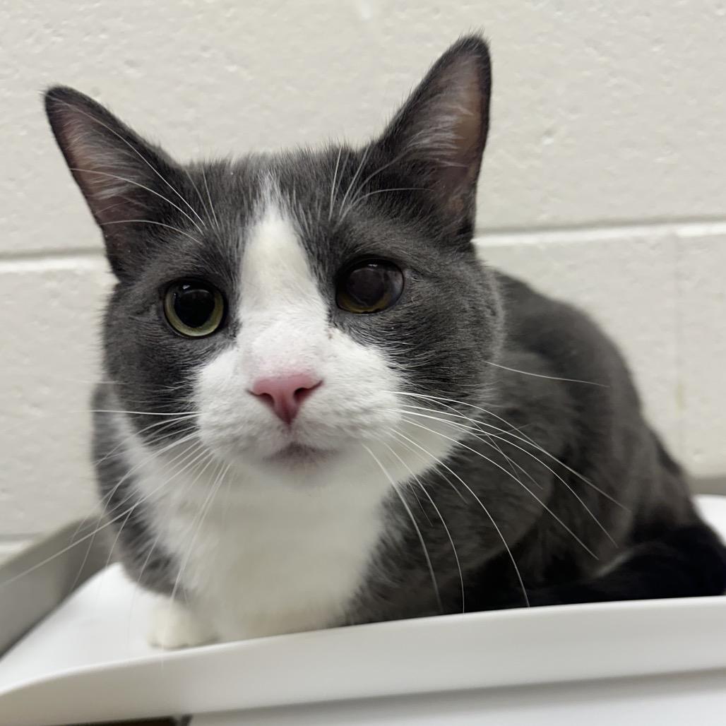 Enlarge Baxter, a Adoptable Domestic Short Hair in Grand Rapids, MI image 1/1