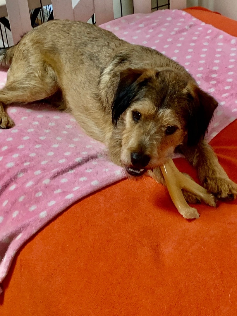 Chewie (Chewbacca) , adopted, Young Male Wheaten Terrier & Welsh Terrier.