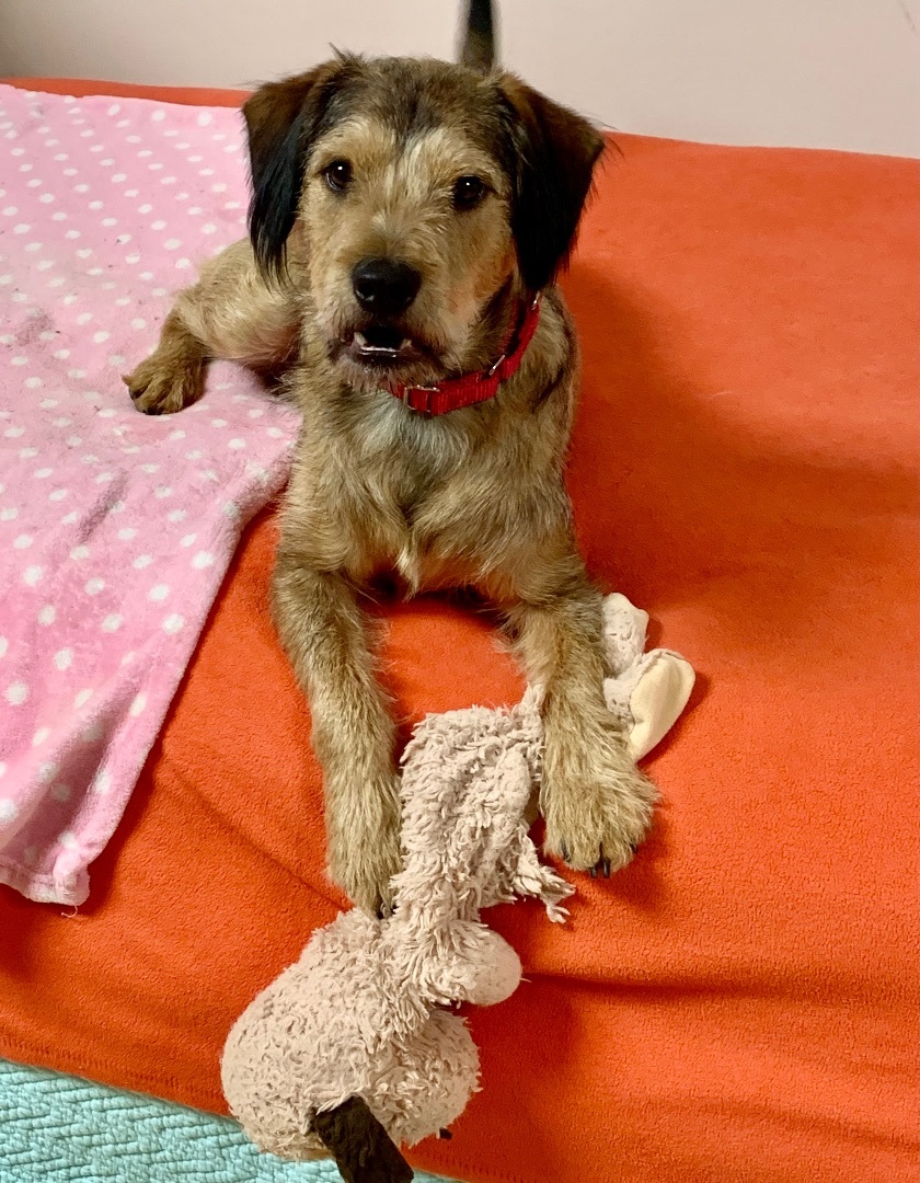 Enlarge Chewie (Chewbacca) , an adopted mixed breed in Dawsonville, GA image 2/8