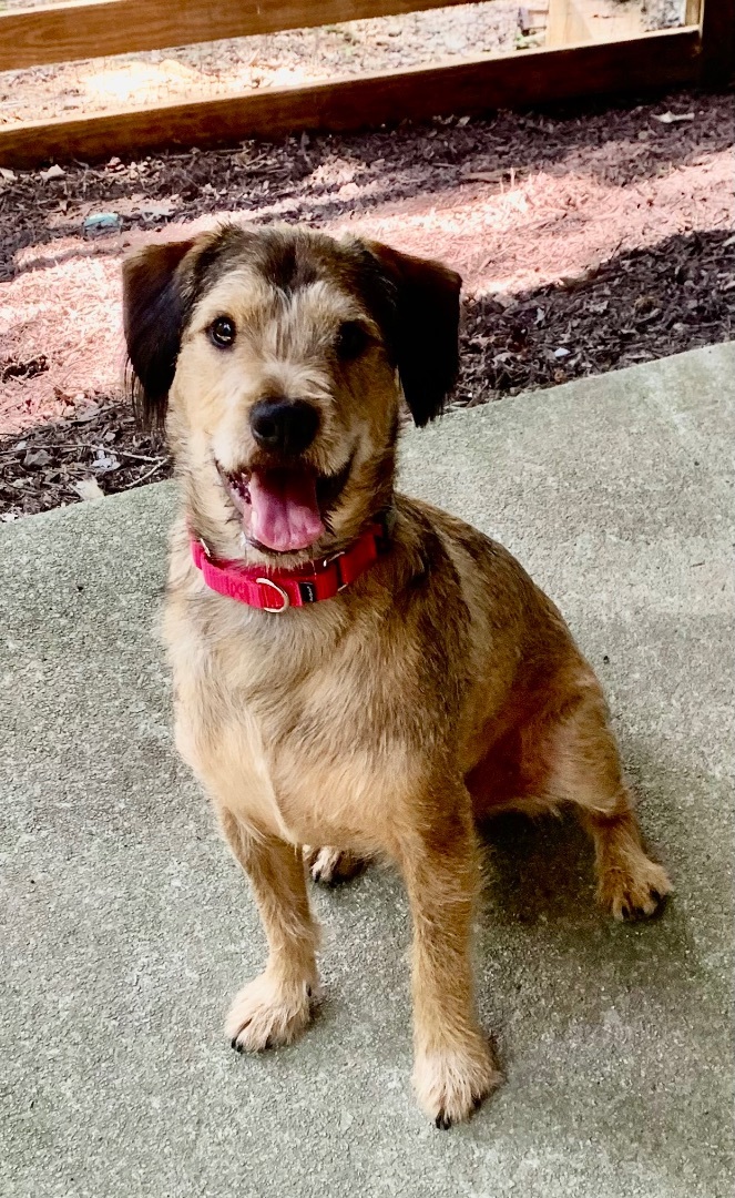 Enlarge Chewie (Chewbacca) , an adopted mixed breed in Dawsonville, GA image 3/8