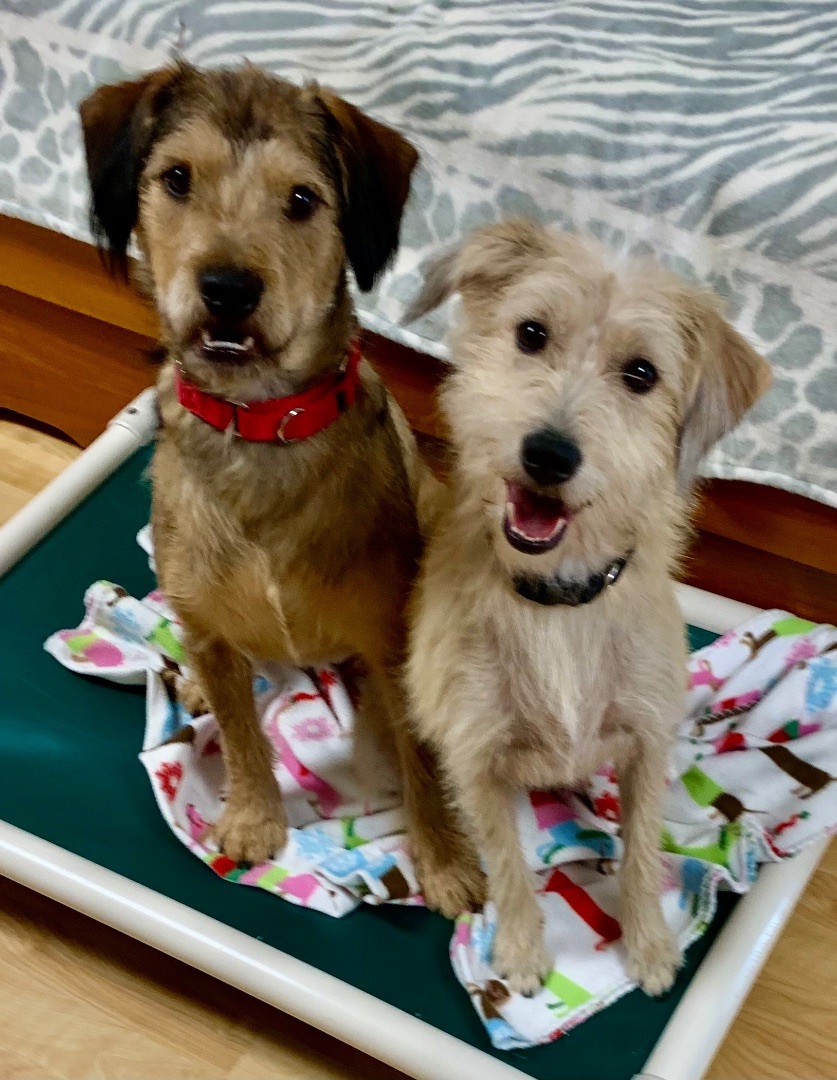 Enlarge Chewie (Chewbacca) , an adopted mixed breed in Dawsonville, GA image 4/8