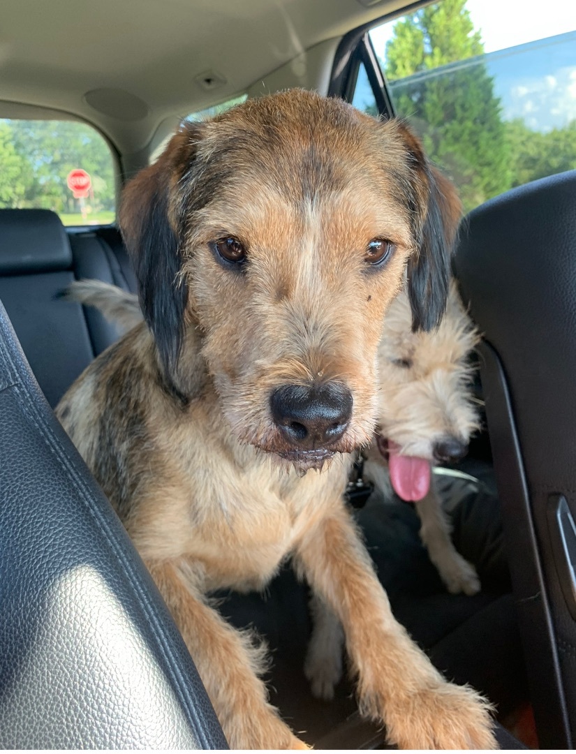 Enlarge Chewie (Chewbacca) , an adopted mixed breed in Dawsonville, GA image 5/8