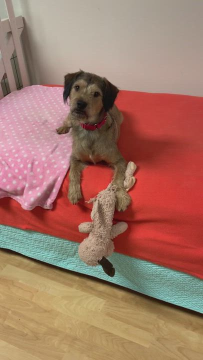 Enlarge Chewie (Chewbacca) , an adopted mixed breed in Dawsonville, GA video 7/8