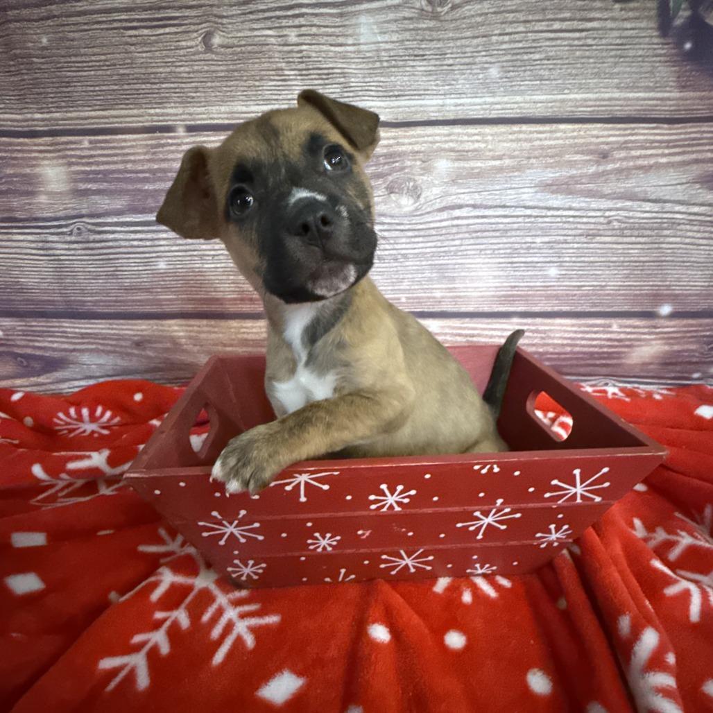 NY Merida Avail Dec 13 (Tractor Supply Patterson), a Adoptable mixed breed in Patterson, NY image 1/3