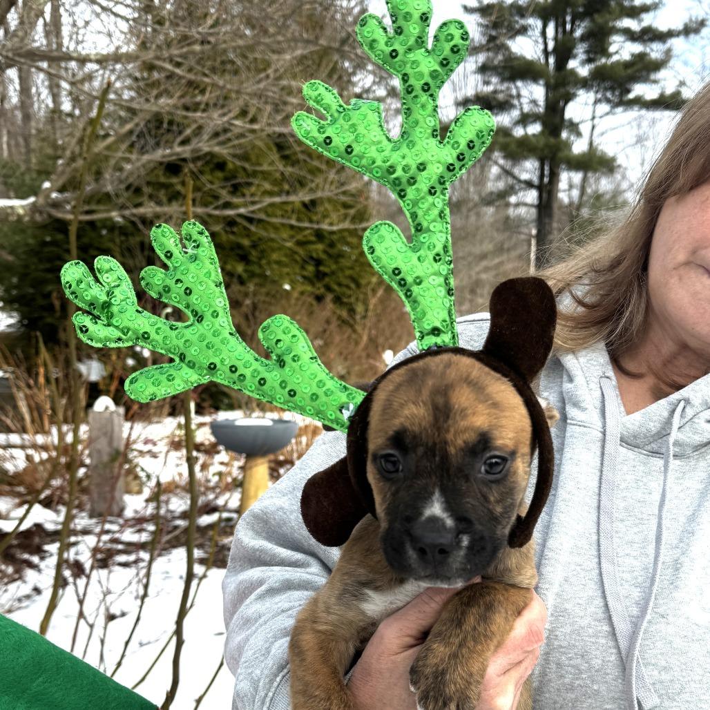NY Merida Avail Dec 13 (Tractor Supply Patterson), Adoptable, Puppy Female Boxer & Terrier.
