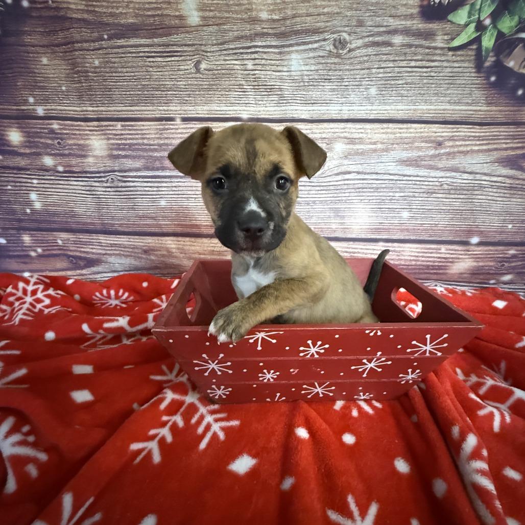 NY Merida Avail Dec 13 (Tractor Supply Patterson), a Adoptable mixed breed in Patterson, NY image 3/3