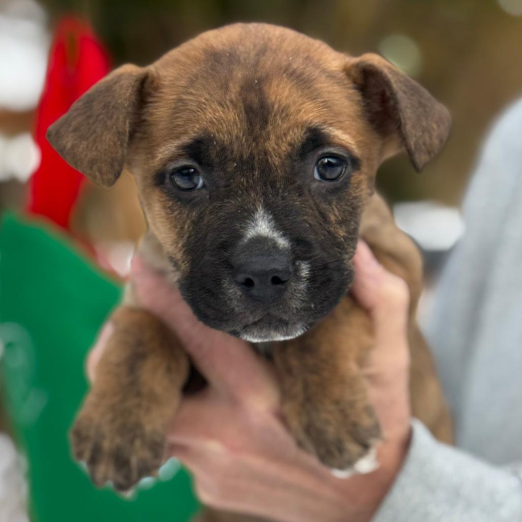 NY Merida Avail Dec 13 (Tractor Supply Patterson), a Adoptable mixed breed in Patterson, NY image 2/2