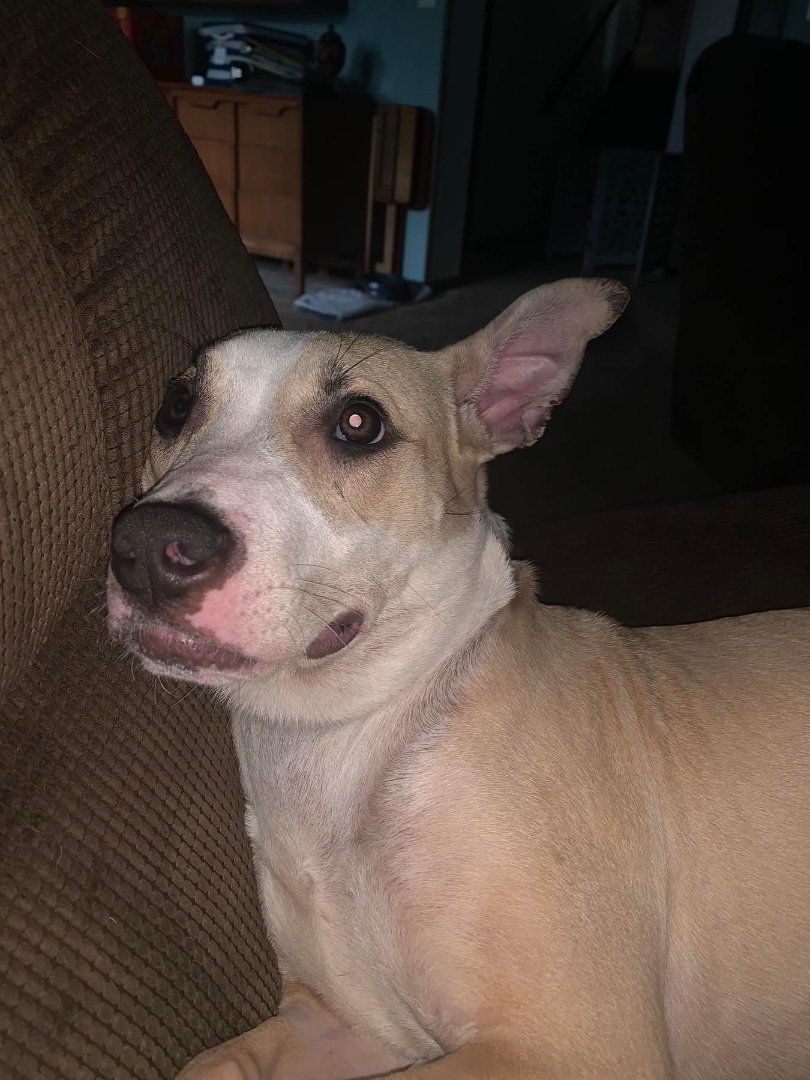 Ariel, Adoptable, Young Female Pit Bull Terrier & Terrier.