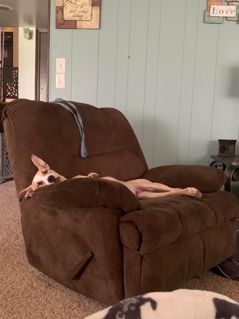 Enlarge Ariel, a Adoptable mixed breed in Naperville, IL image 2/9