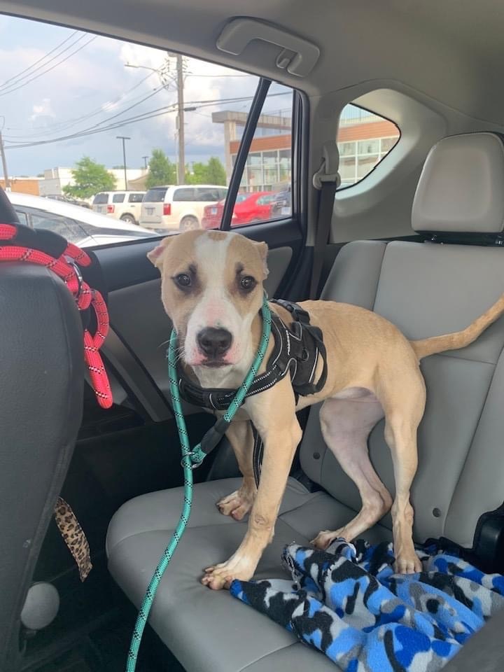 Enlarge Ariel, a Adoptable mixed breed in Naperville, IL image 3/9