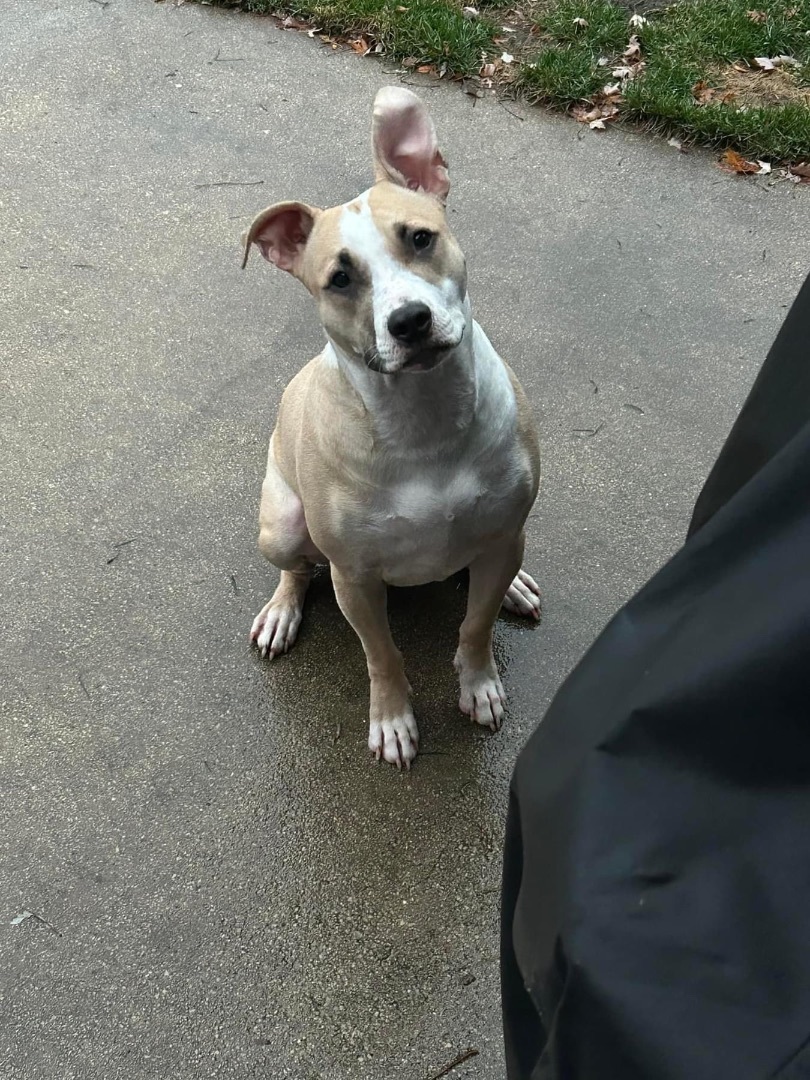 Enlarge Ariel, a Adoptable mixed breed in Naperville, IL image 4/9