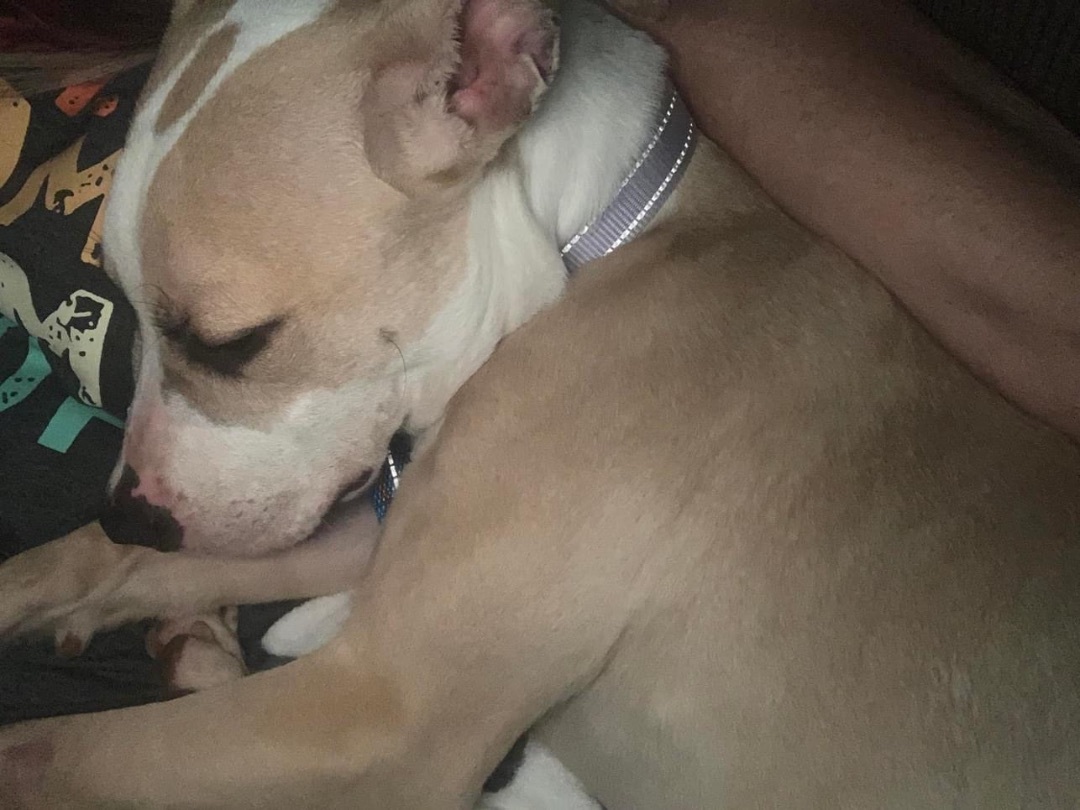 Enlarge Ariel, a Adoptable mixed breed in Naperville, IL image 5/9