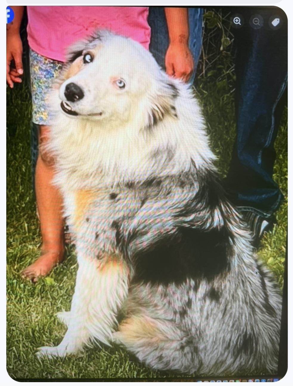 Mozzie, a ADOPTABLE Australian Shepherd in Olympia, WA image 5/6