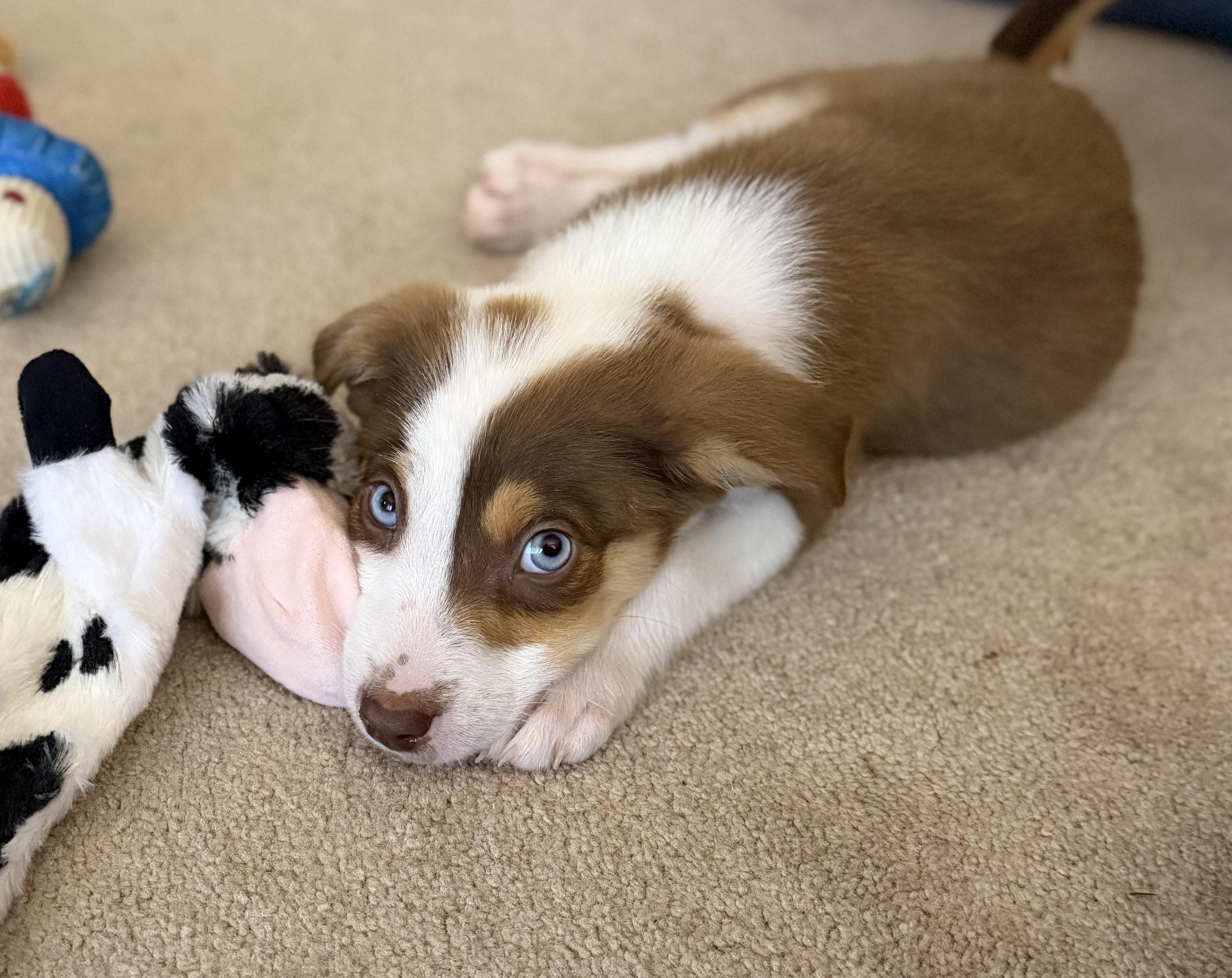 Mozzie, a ADOPTABLE Australian Shepherd in Olympia, WA image 2/6