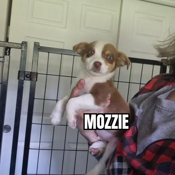Mozzie, a ADOPTABLE Australian Shepherd in Olympia, WA image 3/6