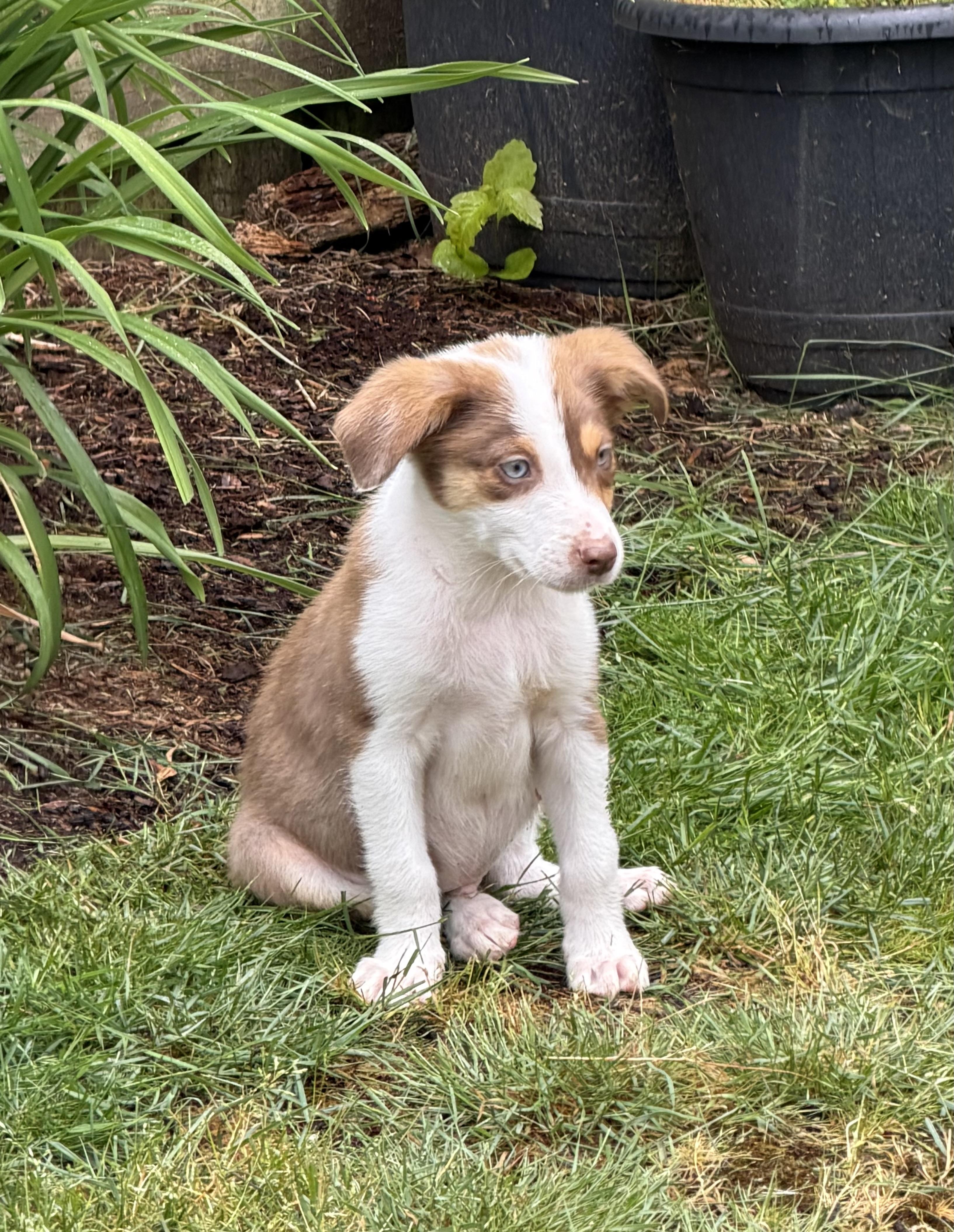 Mozzie, a ADOPTABLE Australian Shepherd in Olympia, WA image 1/6