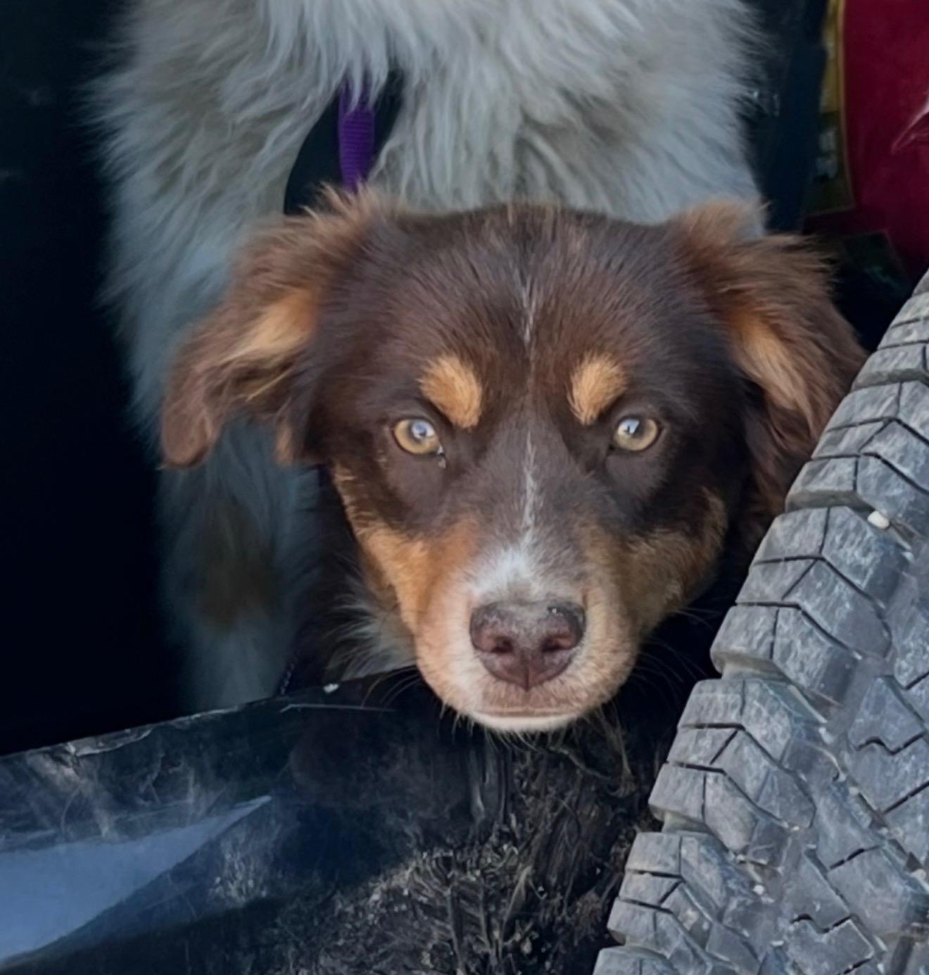 Mozzie, a ADOPTABLE Australian Shepherd in Olympia, WA image 6/6