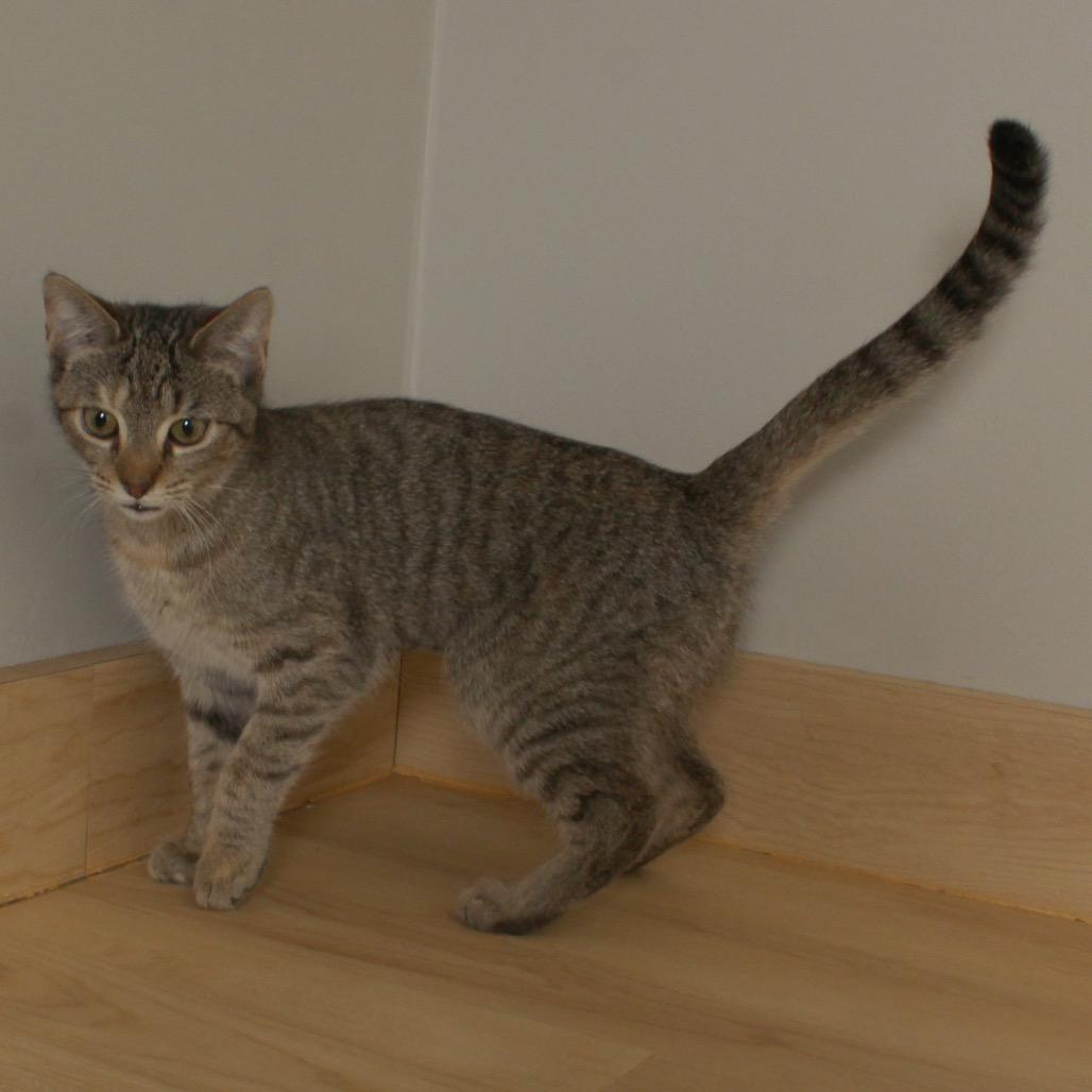 Jumble C67620, Adoptable, Young Female Domestic Short Hair.