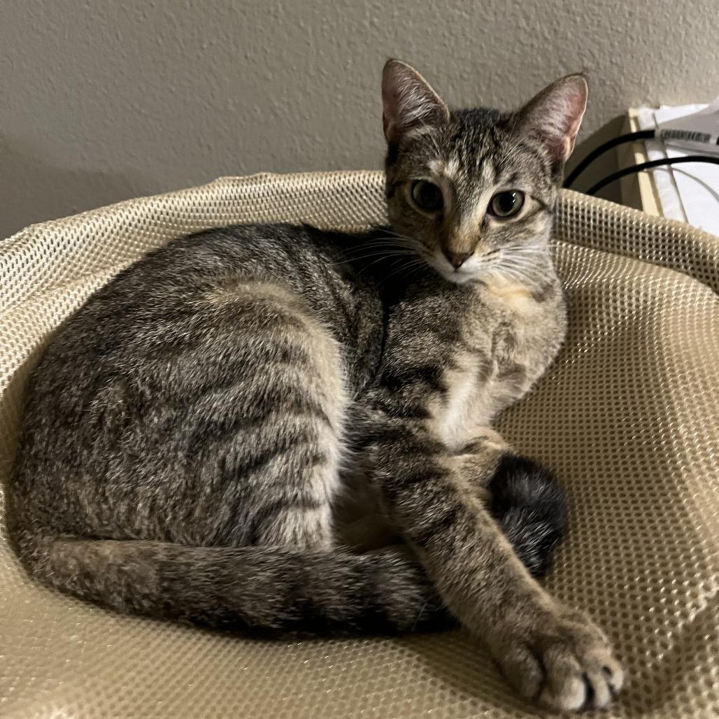 Enlarge Jumble C67620, a Adoptable Domestic Short Hair in Minnetonka, MN image 1/6