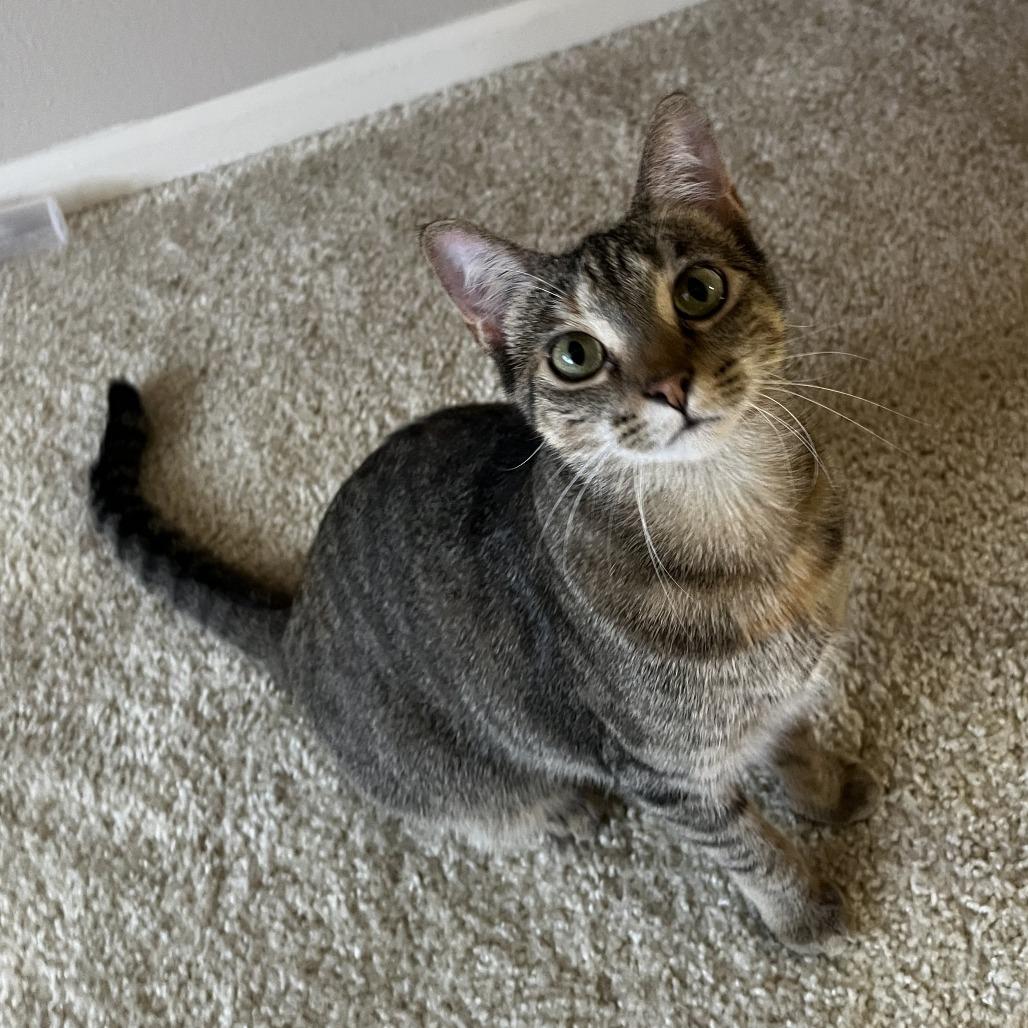 Enlarge Jumble C67620, a Adoptable Domestic Short Hair in Minnetonka, MN image 2/6