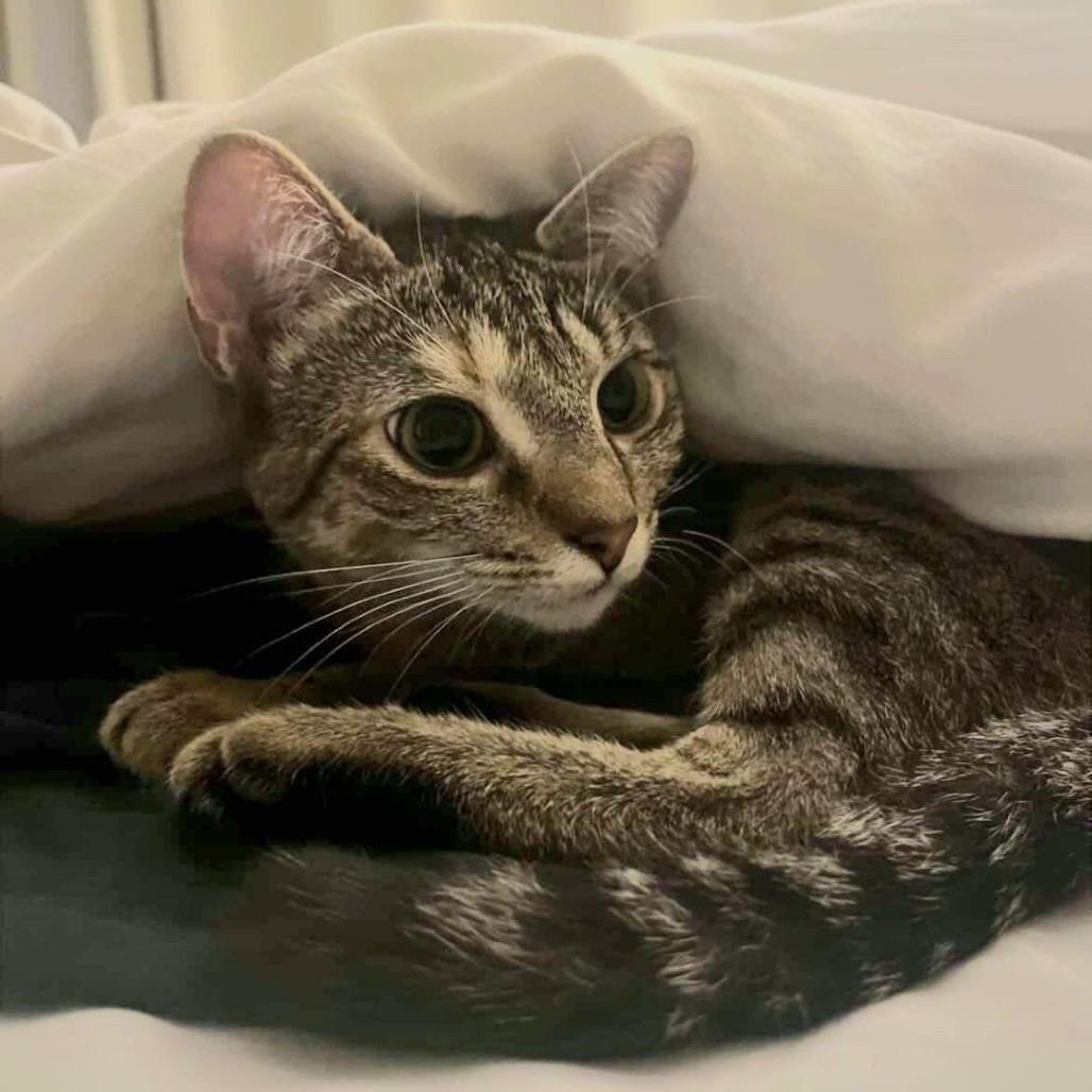 Enlarge Jumble C67620, a Adoptable Domestic Short Hair in Minnetonka, MN image 2/6