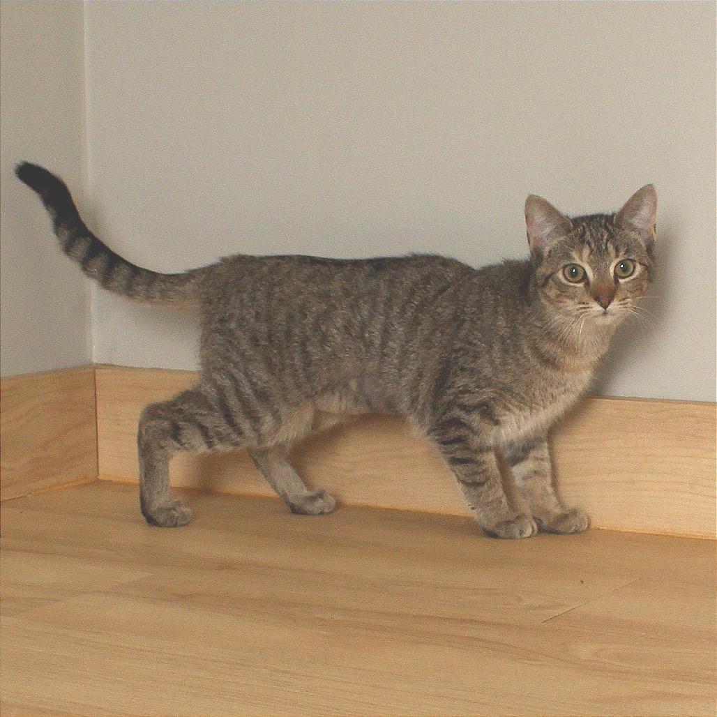 Jumble C67620, Adoptable, Young Female Domestic Short Hair.