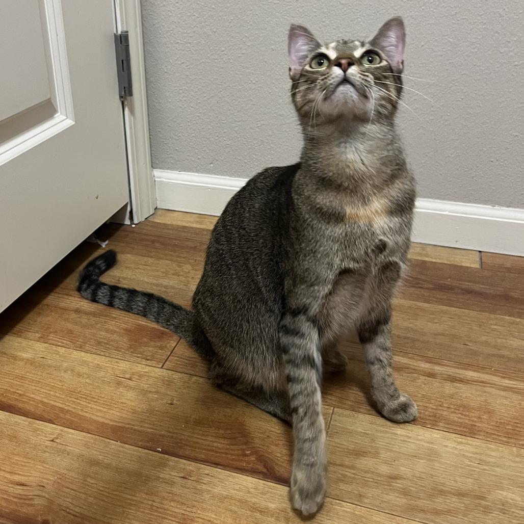 Enlarge Jumble C67620, a Adoptable Domestic Short Hair in Minnetonka, MN image 4/6