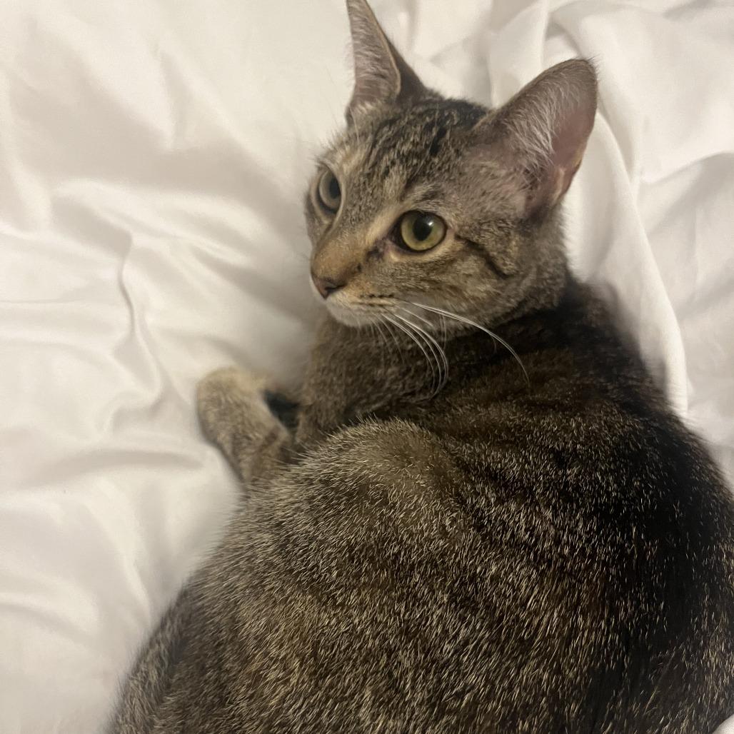 Enlarge Jumble C67620, a Adoptable Domestic Short Hair in Minnetonka, MN image 4/6