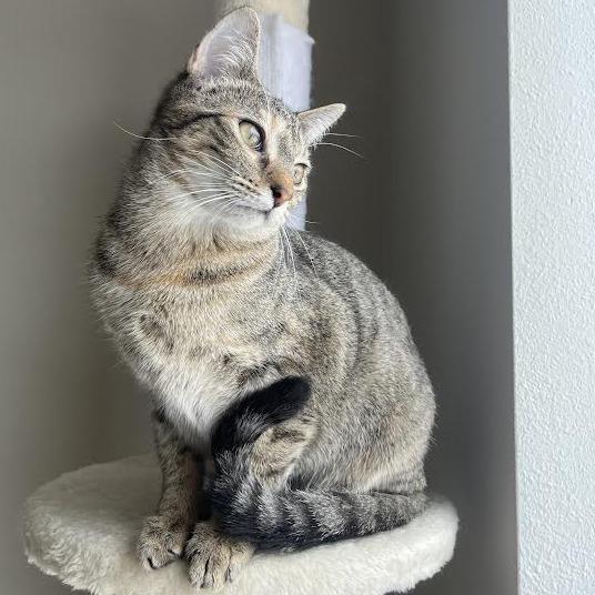 Enlarge Jumble C67620, a Adoptable Domestic Short Hair in Minnetonka, MN image 2/3