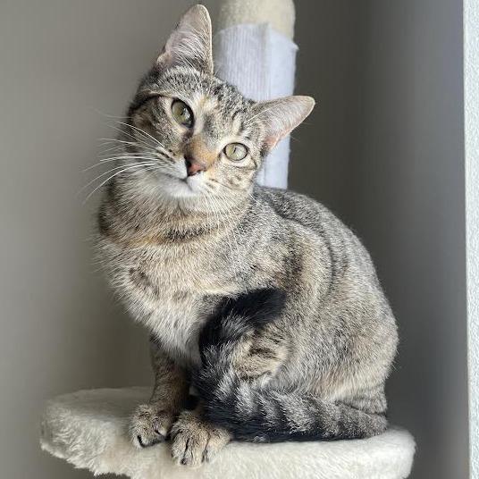 Enlarge Jumble C67620, a Adoptable Domestic Short Hair in Minnetonka, MN image 3/3