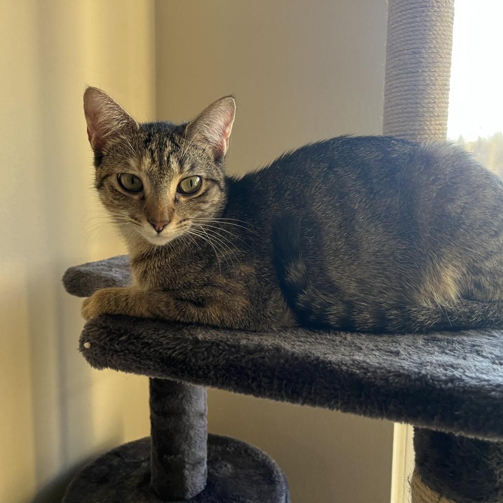 Enlarge Jumble C67620, a Adoptable Domestic Short Hair in Minnetonka, MN image 6/6