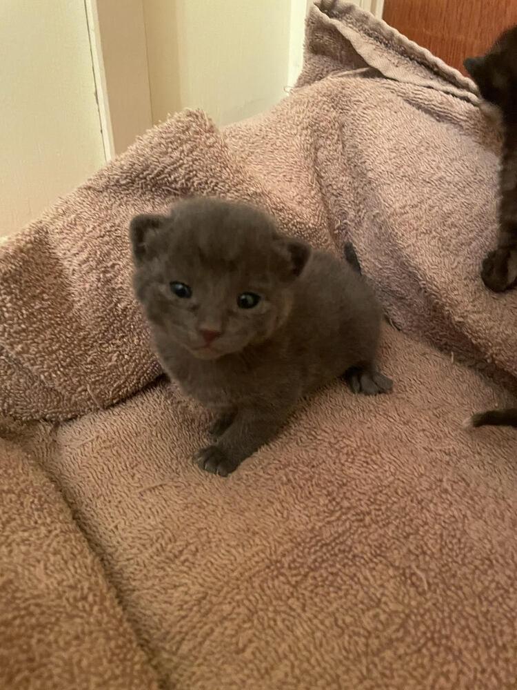 Dom, Adopted, Kitten Male Domestic Short Hair.