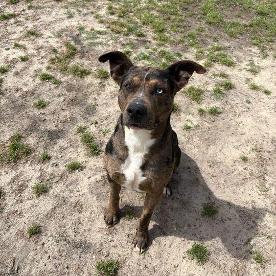Enlarge Truffle, a ADOPTABLE mixed breed in Valdosta, GA image 3/4