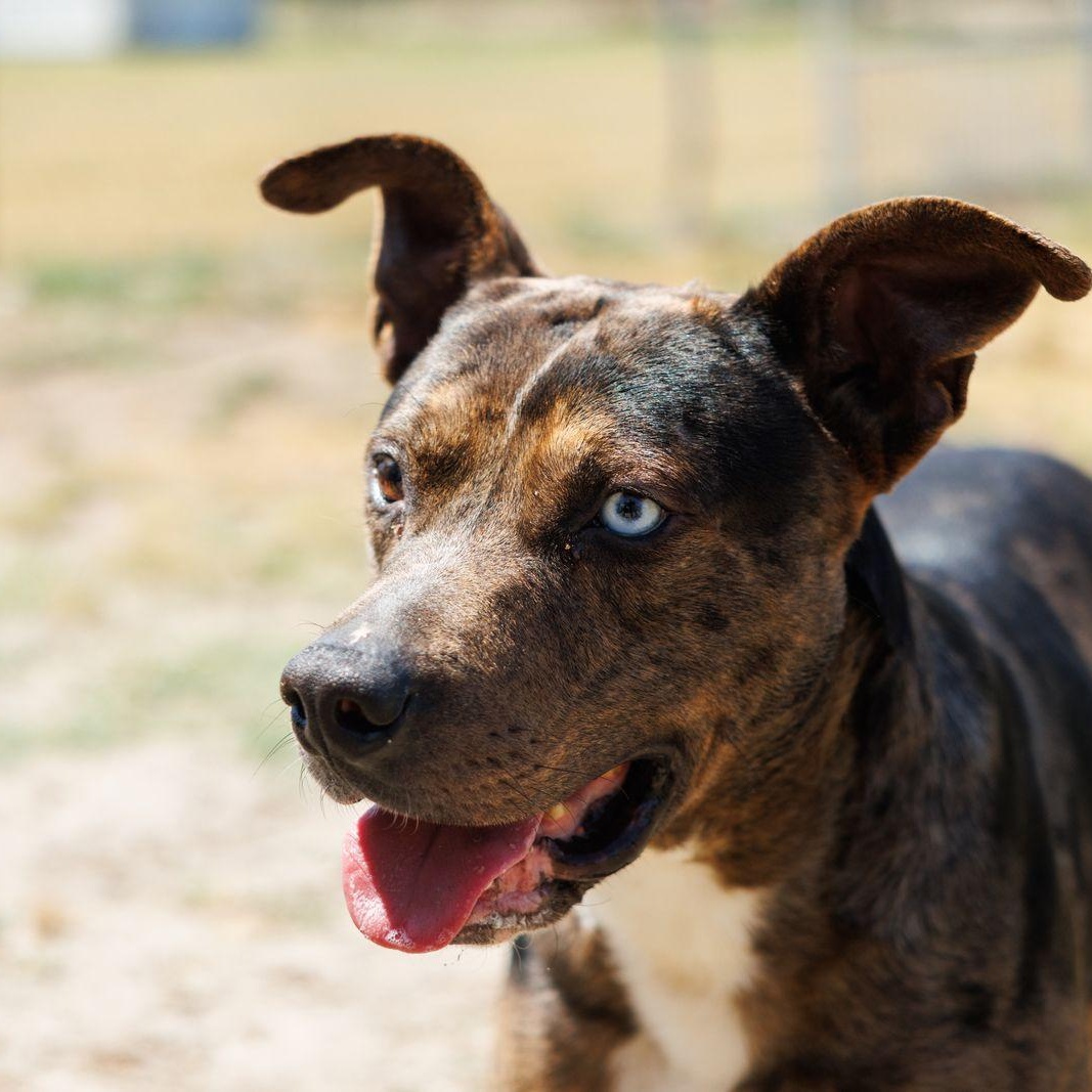 Enlarge Truffle, a ADOPTABLE mixed breed in Valdosta, GA image 6/6