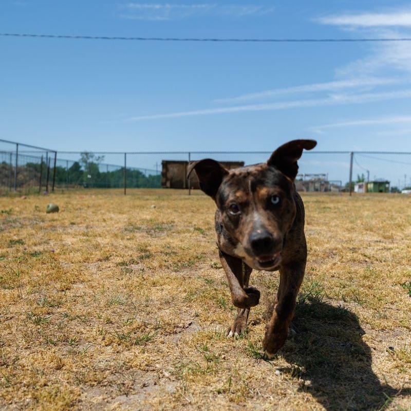 Enlarge Truffle, a ADOPTABLE mixed breed in Valdosta, GA image 2/6