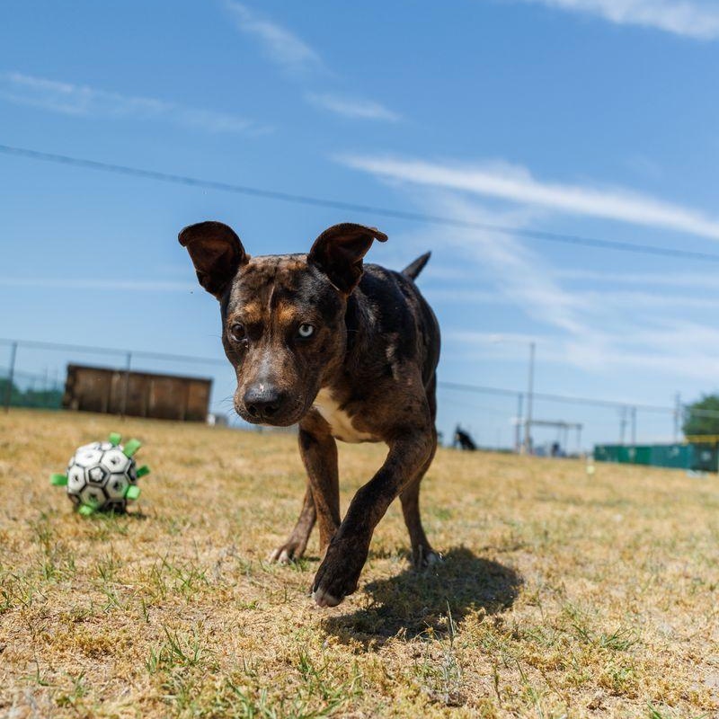Enlarge Truffle, a ADOPTABLE mixed breed in Valdosta, GA image 3/6