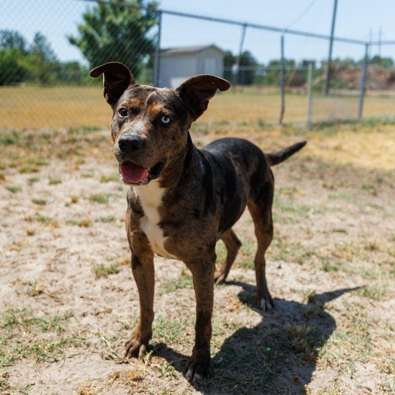 Enlarge Truffle, a ADOPTABLE mixed breed in Valdosta, GA image 4/6