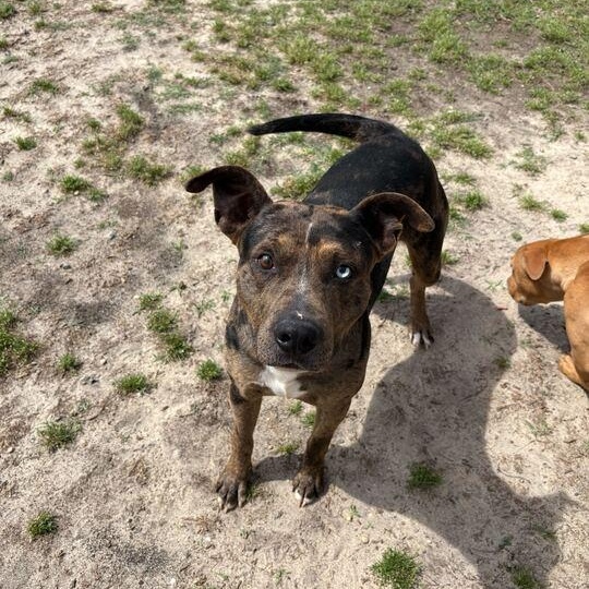 Enlarge Truffle, a ADOPTABLE mixed breed in Valdosta, GA image 2/4