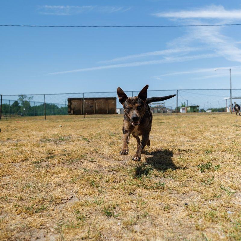 Truffle, ADOPTABLE, Young Male Catahoula Leopard Dog & Pit Bull Terrier.