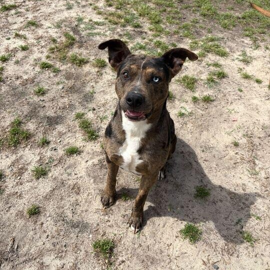 Enlarge Truffle, a ADOPTABLE mixed breed in Valdosta, GA image 4/4