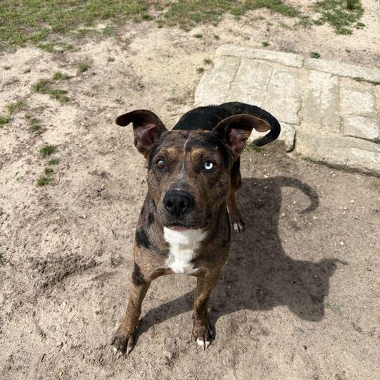 Enlarge Truffle, a ADOPTABLE mixed breed in Valdosta, GA image 1/4