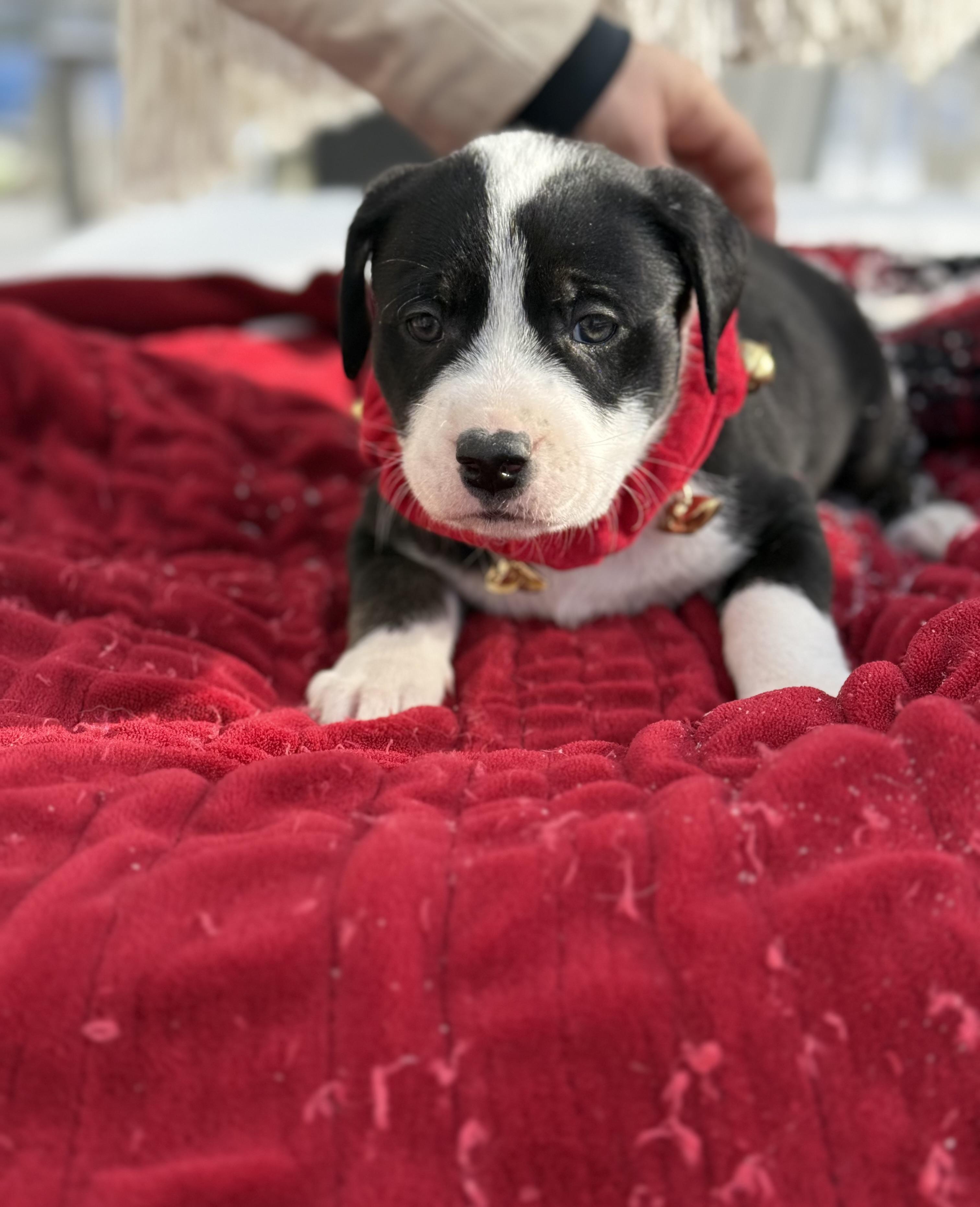 Panda Bear , an adopted mixed breed in White Lake, MI image 2/5